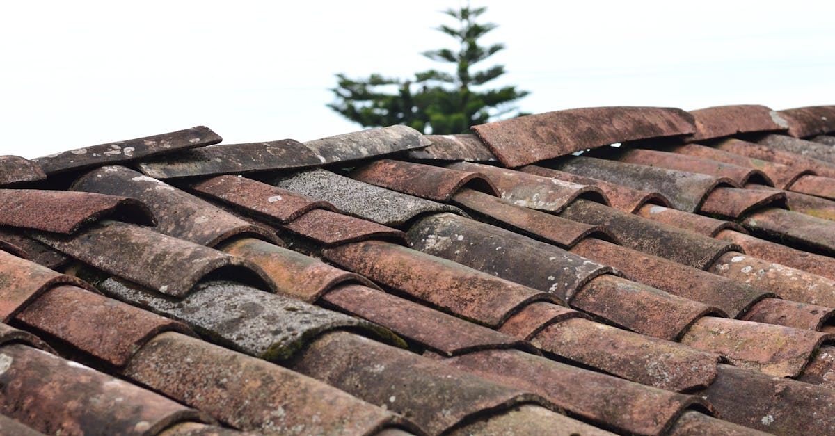 Addressing Algae and Moss Growth on Roofs